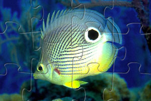《水族馆鱼类拼图》游戏画面1