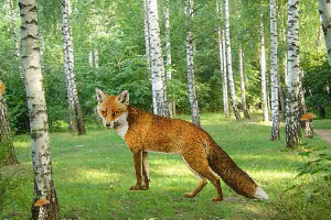狐狸逃出魔法森林
